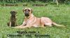 Bullmastiff Hund