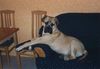 Bullmastiff Hund