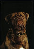 Bullmastiff Hund