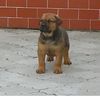 Bullmastiff Hund