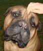 Bullmastiff Hund