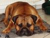 Bullmastiff Hund