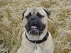 Bullmastiff Hund