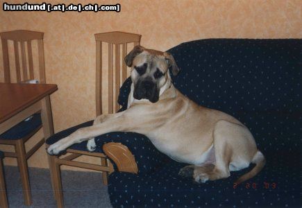 Bullmastiff HY! ICH BIN SAM BIN JETZT 14MONATE ALT UND MEIN FRAUERL IST UR STOLZ AUF MICH