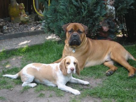 Bullmastiff Bandit und seine grooooße Liebe ....