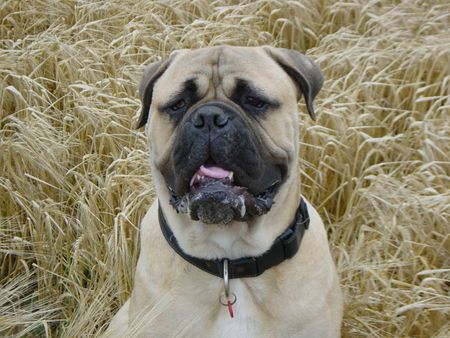 Bullmastiff Hier noch einmal Woody's wachsamer Blick Richtung Spaziergänger im Hintergrund.