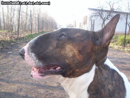 Bullterrier