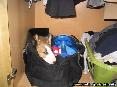 Bullterrier Wollte mich nur Verstecken!!