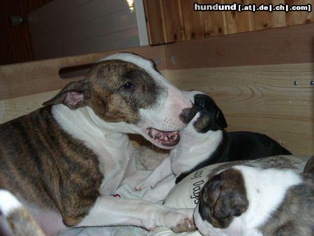 Bullterrier Pewee spielt mit Ihren Jungen (a-Wurf)