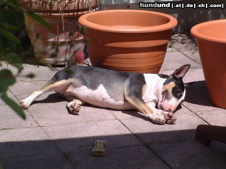 Bullterrier Ein Hundeleben...