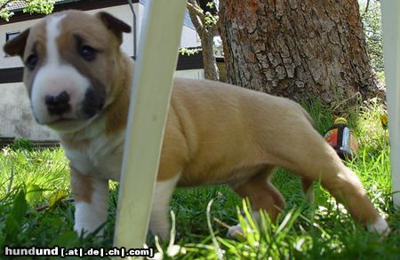 Bullterrier Sherman Aisbornes Betty Boo 4 Wochen alt