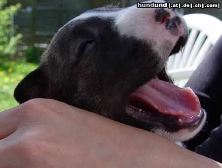 Bullterrier Sherman Aisbornes Belissima (miniature Bullterrier)...unsere kleine Maus....mittlerweile 4 Wochen alt...wir freuen uns auf sie!!