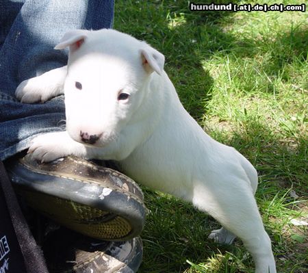 Bullterrier Sherman Aisbornes Bella Donna (miniature Bullterrier) hier 4 Wochen alt