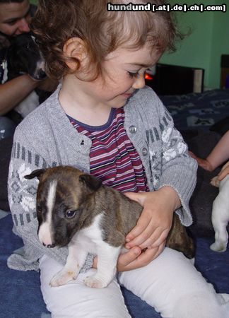 Bullterrier Naomi (4 Jahre) und Sherman Aisbornes Belissima (miniature Bullterrier) hier 4 Wochen alt