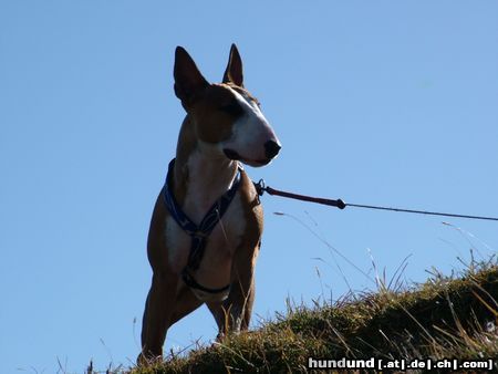 Bullterrier Ich bin am Gipfel!