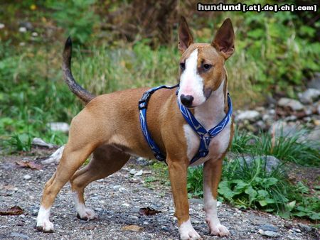 Bullterrier Megabulli Cleo!