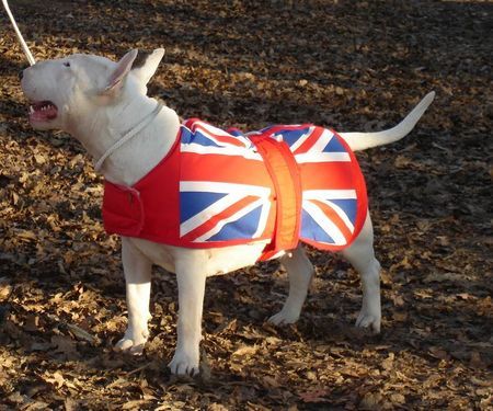 Bullterrier Diva in her new coat...