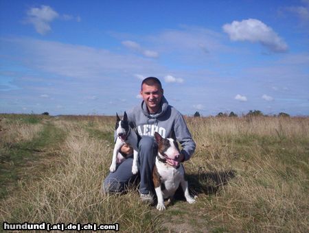 Bullterrier YPSILON Dynastia Bulli