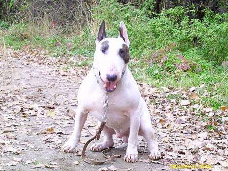 Bullterrier Bandit