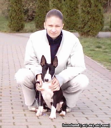 Bullterrier Mandy + Mandy