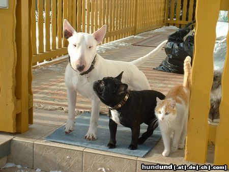 Bullterrier Laureola´s Nathan und Co