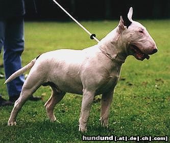 Bullterrier Sovereign`s Adict to Clay.Ein großer Clown