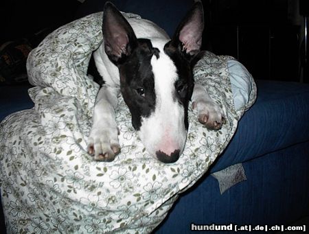 Bullterrier Meine Decke und ich!