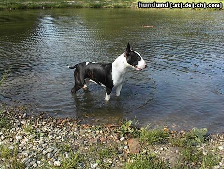 Bullterrier Das erste Mal geschwommen