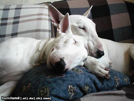 Bullterrier Zwei die sich lieben