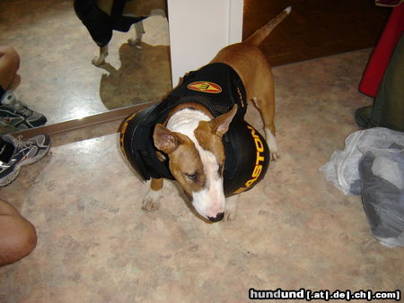 Bullterrier Ein echter Eishockey-Fan