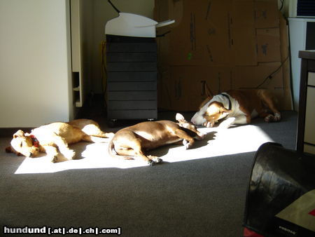 Bullterrier Siesta an der Sonne 