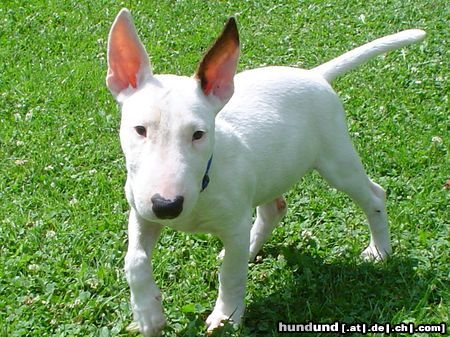 Bullterrier Flocke, 12 Wochen