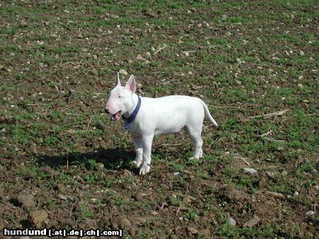 Bullterrier Duke