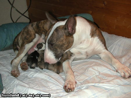 Bullterrier Pewee mit Ihrem A-Wurf gleich nach der Geburt