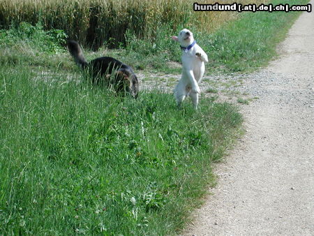 Bullterrier Duke beim tanzen