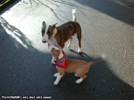 Bullterrier Pewee mit Amadeus (Jamie)