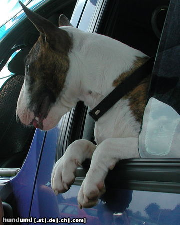 Bullterrier Pewee an der Ausstellung am Beobachten