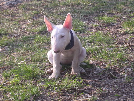 Bullterrier Darf ich vorstellen mein Wauzi- Emma