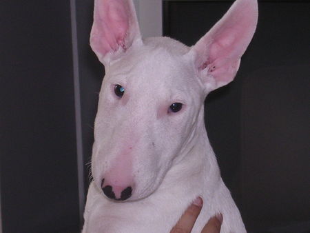 Bullterrier Emilie