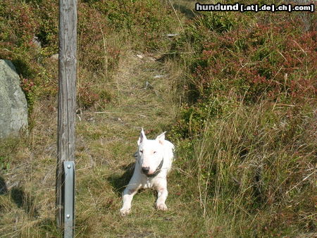 Bullterrier Das ist mein Kürzlich Verstorbener Bully Namens 