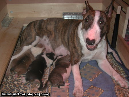 Bullterrier Pewee die glückliche und liebevolle Mutter