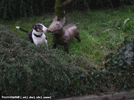 Bullterrier Aramis uppss doch nicht echt