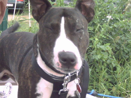 Bullterrier Mein gott ODIN !!!!!!!!!!!!!!!!!!