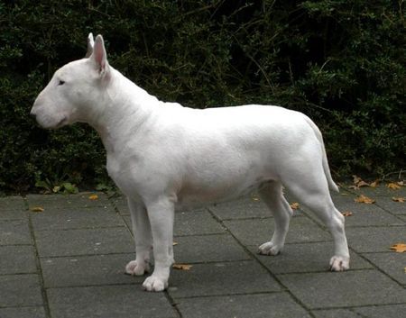 Bullterrier Dolcediva at Stormbandit's