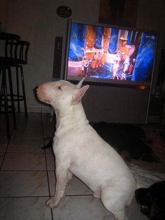 Bullterrier Duke