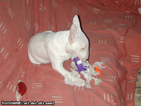 Bullterrier gerade am Sielsachen kaputt machen