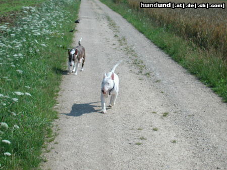 Bullterrier Pewee u. Duke beim Spaziergang