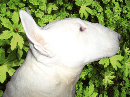 Bullterrier Green, I love you green.