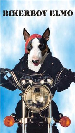 Bullterrier Ich bin ein Motorfan !