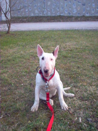 Bullterrier My nose is nice.